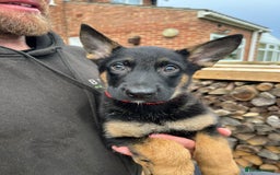 Mixed Breed dogs for sale: Czech shepherd x Belgium malinois - Image 18