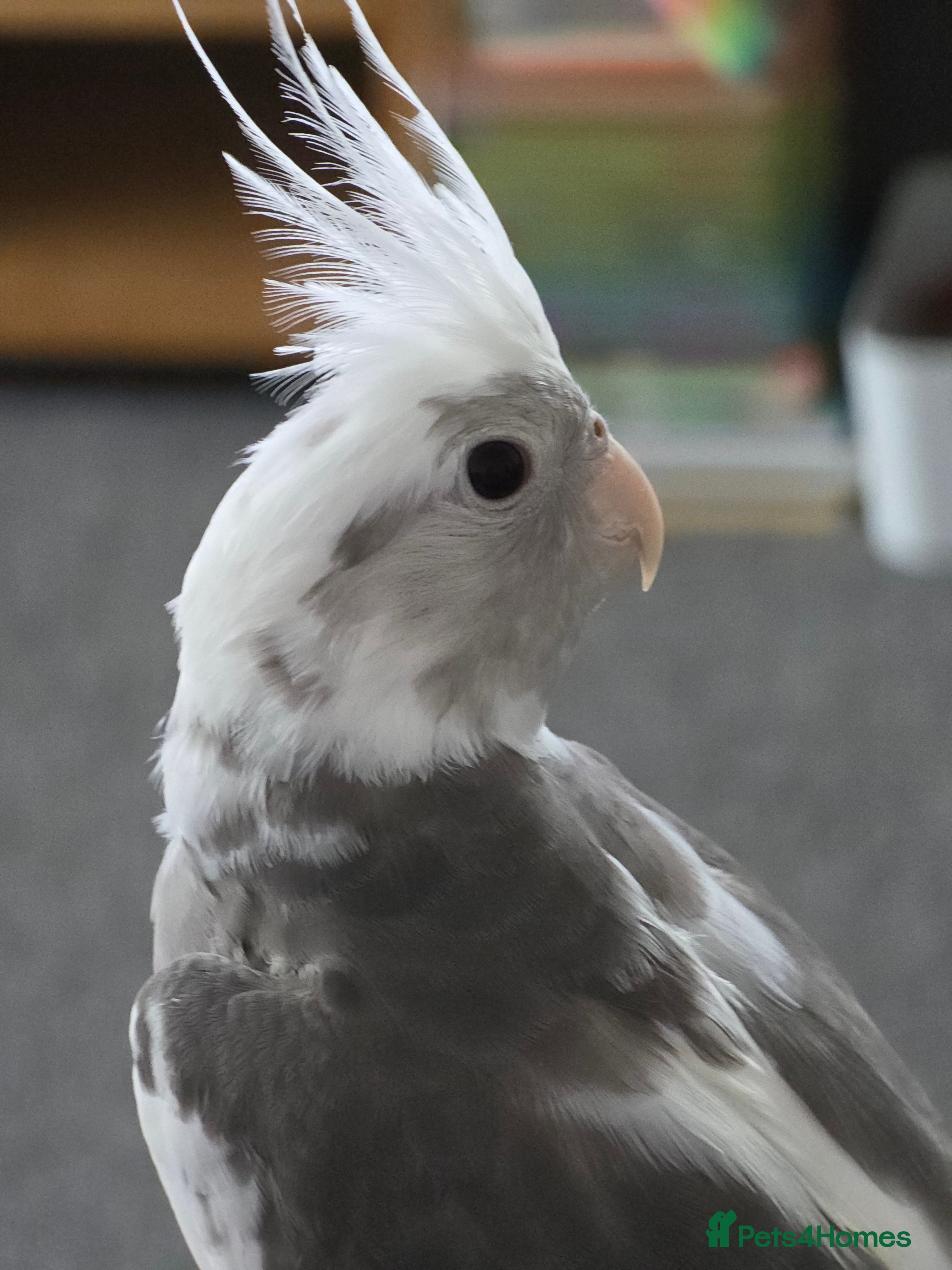 Cockatiels birds 6 month old male cockatiel  - Advert 1