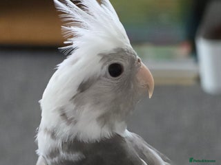 Cockatiels birds 6 month old male cockatiel - Advert 1