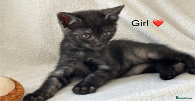 Mixed Breed cats - Advert 5
