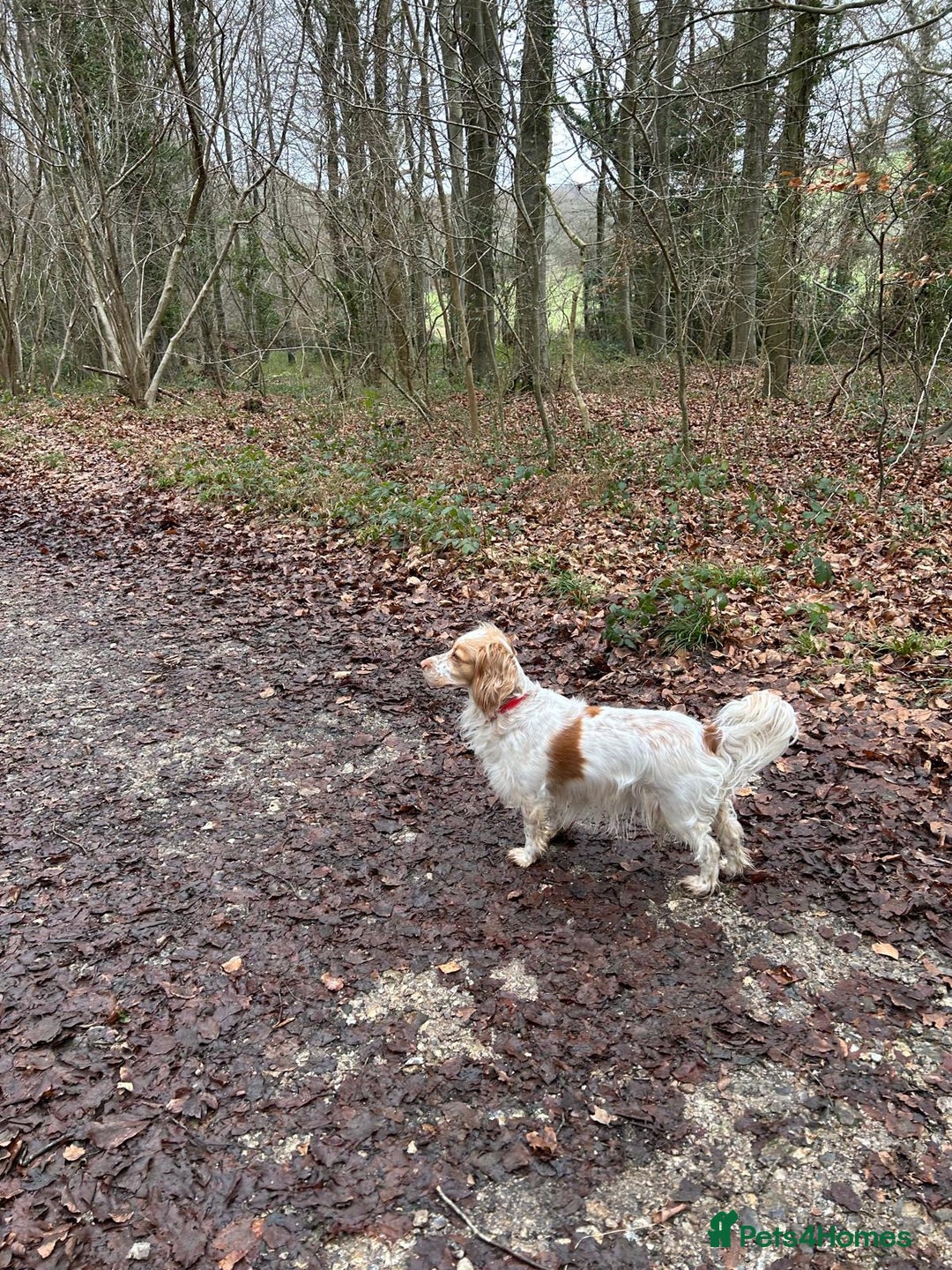 Mixed Breed dogs for sale: Beautiful Female Sprocker Spaniel-3 years old - Advert 2