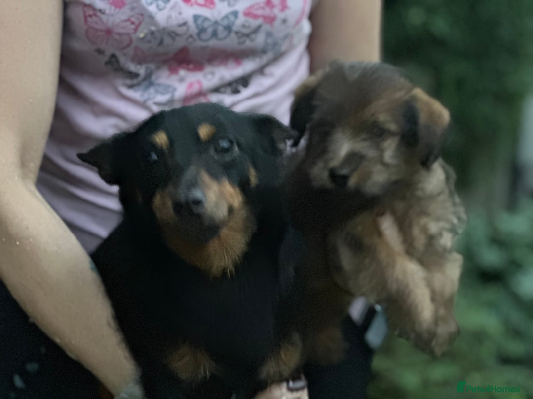 Mixed Breed dogs for sale: Stunning Norfolk terrier x jrt  - Image 7