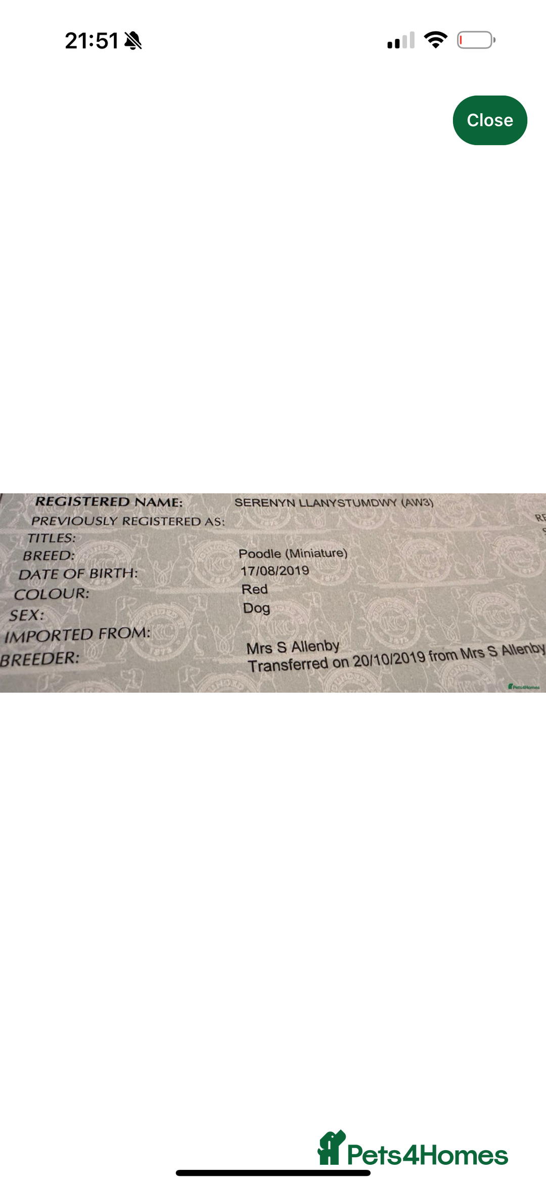 Cavapoo dogs for sale: Gorgeous F1b cavapoo pups  - Advert 10