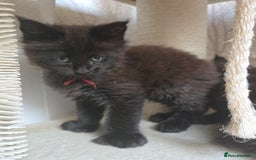 Maine Coon cats for sale: Maine Coon Kittens Polydactyl Russian line - Image 12