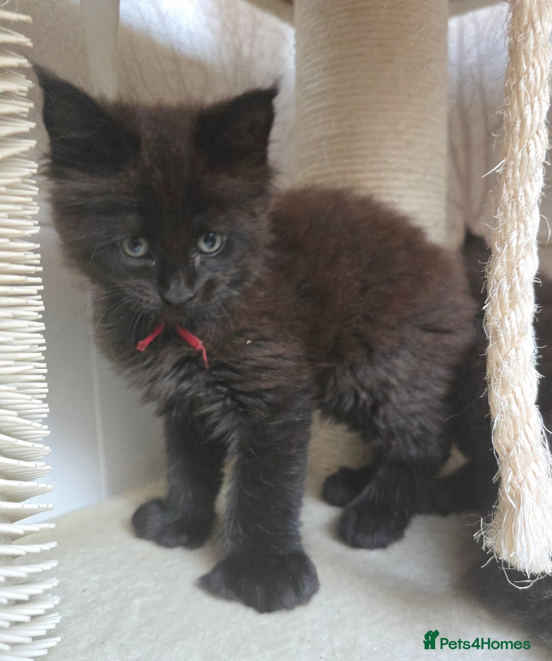 Maine Coon cats for sale: Maine Coon Kittens Polydactyl Russian line - Image 12