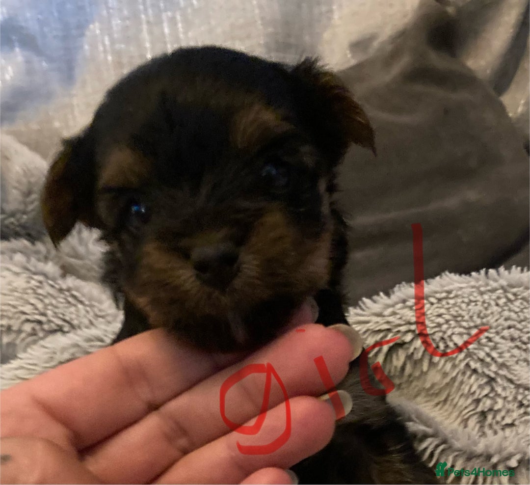 Mixed Breed dogs for sale: Biewer Yorkshire Terrier puppies for sale - Image 4