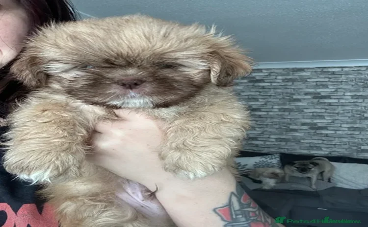 Shih Tzu dogs - Advert 4
