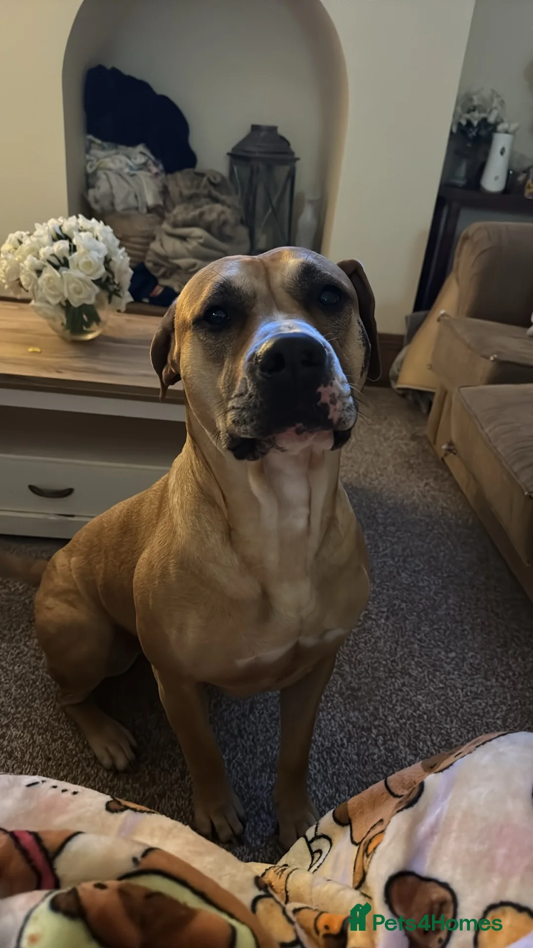 Presa Canario dogs for sale: Female Presa Canario free to loving home - Advert 1