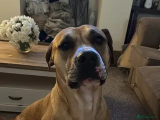 Presa Canario dogs Female Presa for rehome - Advert 1