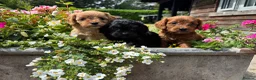 Cavapoo dogs for sale: F1 Cavapoo puppies health test clear - Advert 6