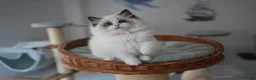 Ragdoll cats for sale: TICA registered kitten  - Advert 3