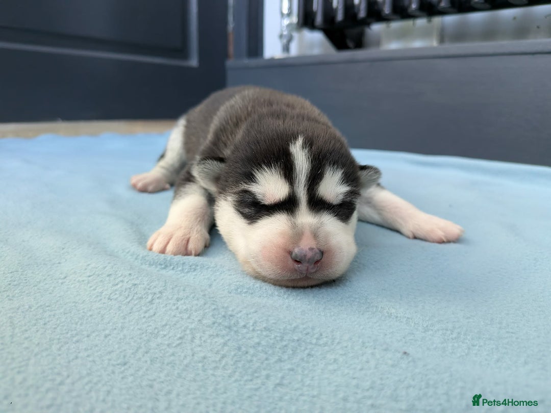 Siberian Husky dogs for sale: 6 beautiful Siberian Huskies - Advert 2