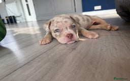 American Bully dogs for sale: ABKC pocket bullies - Ready to leave, wrong date  - Image 1