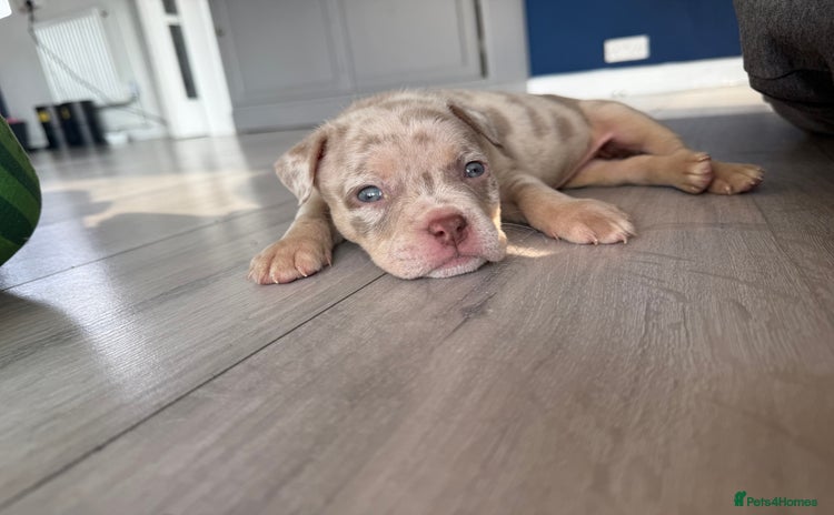 American Bully dogs - Advert 1