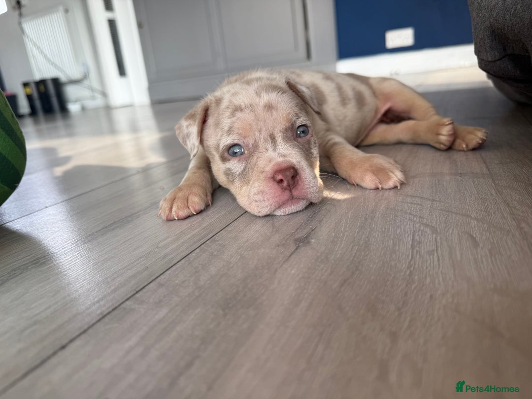 American Bully dogs for sale: ABKC pocket bullies - Ready to leave, wrong date  - Image 1