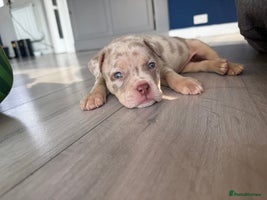American Bully dogs - Advert 6