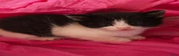 Mixed Breed cats for sale: Adorable Kittens  - Advert 15