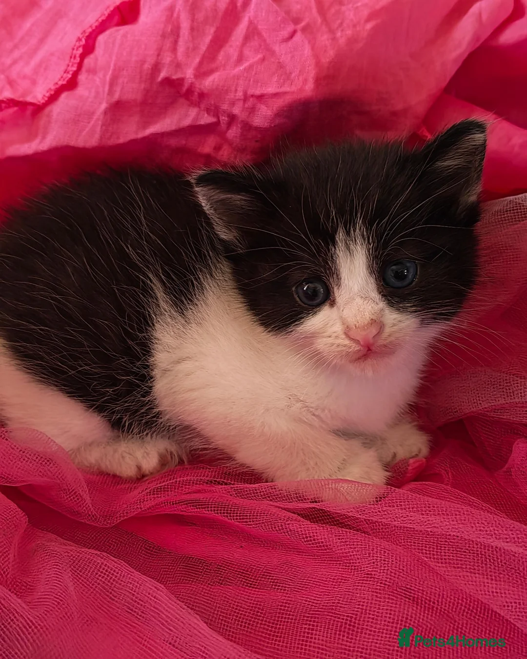 Mixed Breed cats for sale: Adorable Kittens  - Advert 15