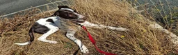 Mixed Breed dogs for sale: Rehoming of our boy in Plymouth - Advert 4