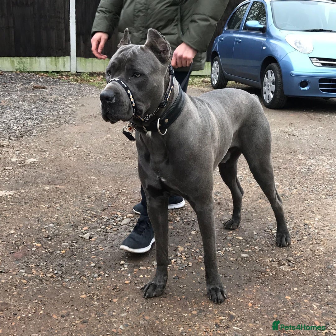 Mixed Breed dogs for sale: Cane corso x mail pups available.  - Advert 14