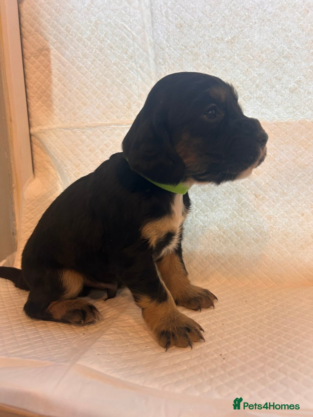 Sprocker dogs for sale: 🐾 Beautiful Sprocker Spaniel Puppies – £1000 🐾 - Advert 17