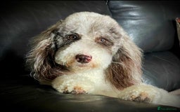Labradoodle dogs for sale: Therapy breeder 5th gen miniature F1bbbb - Image 1