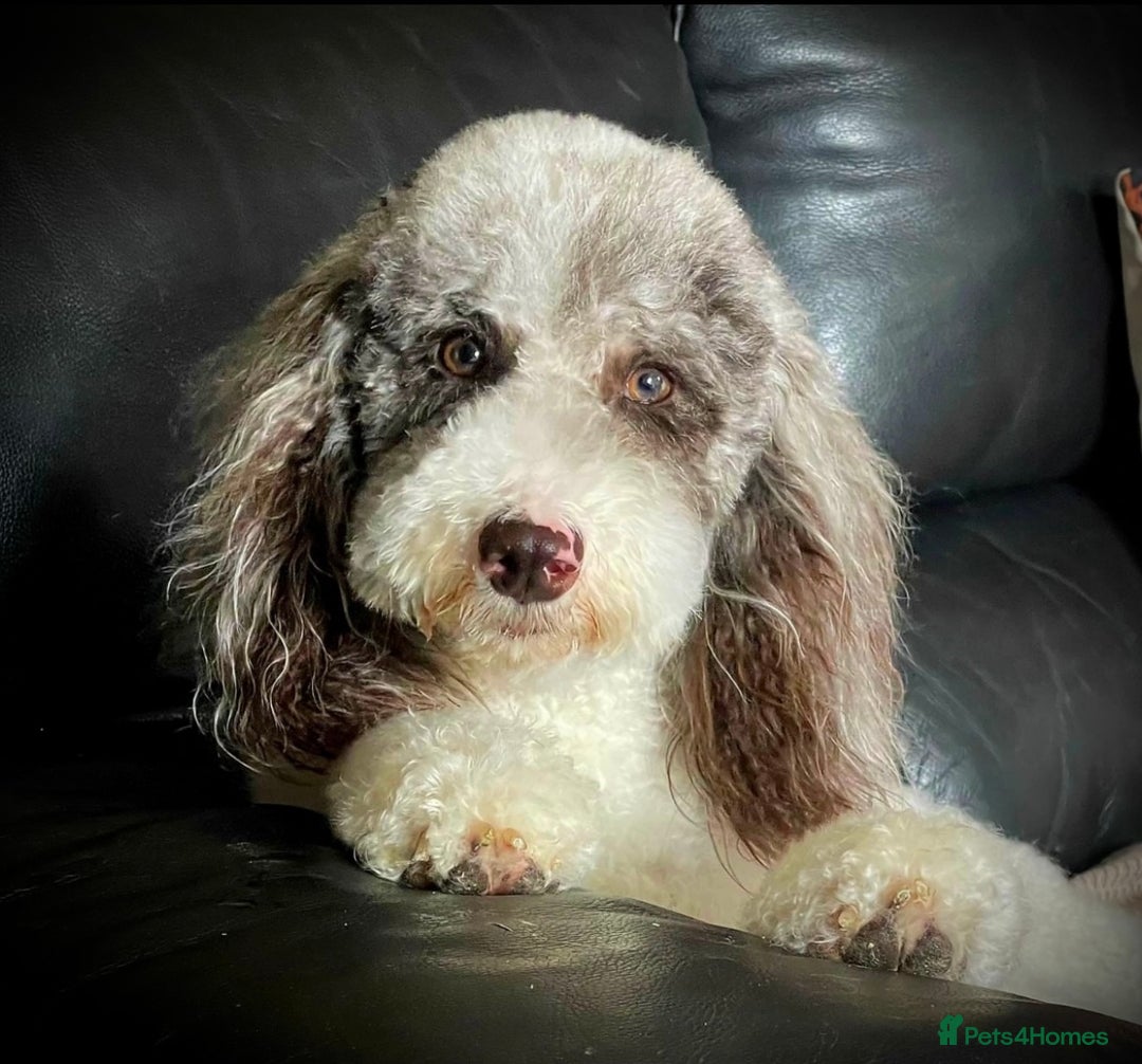 Labradoodle dogs for sale: Therapy breeder 5th gen miniature F1bbbb - Image 1