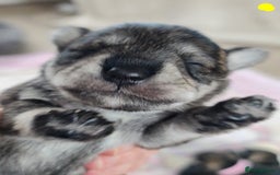 Miniature Schnauzer dogs for sale: Beautiful KC Reg. Miniature Schnauzer Puppies - Advert 18