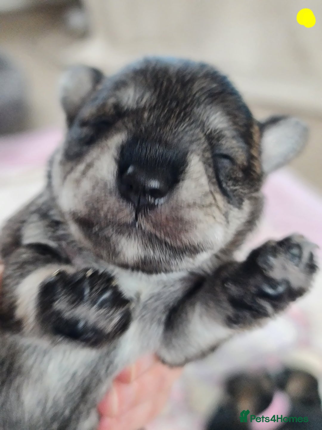 Miniature Schnauzer dogs for sale: Beautiful KC Reg. Miniature Schnauzer Puppies - Advert 18