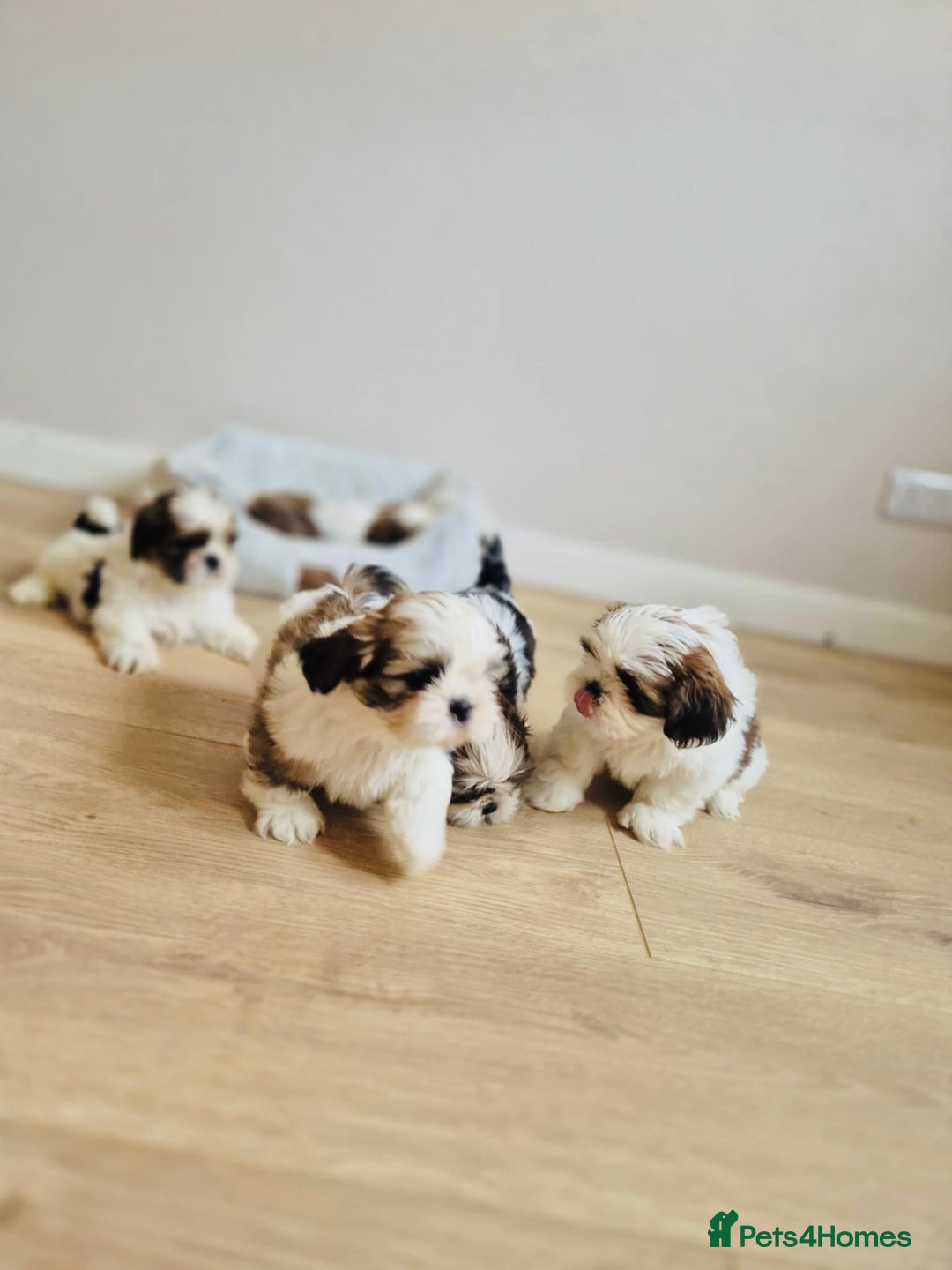 Shih Tzu dogs for sale: Shihtzu  - Image 20