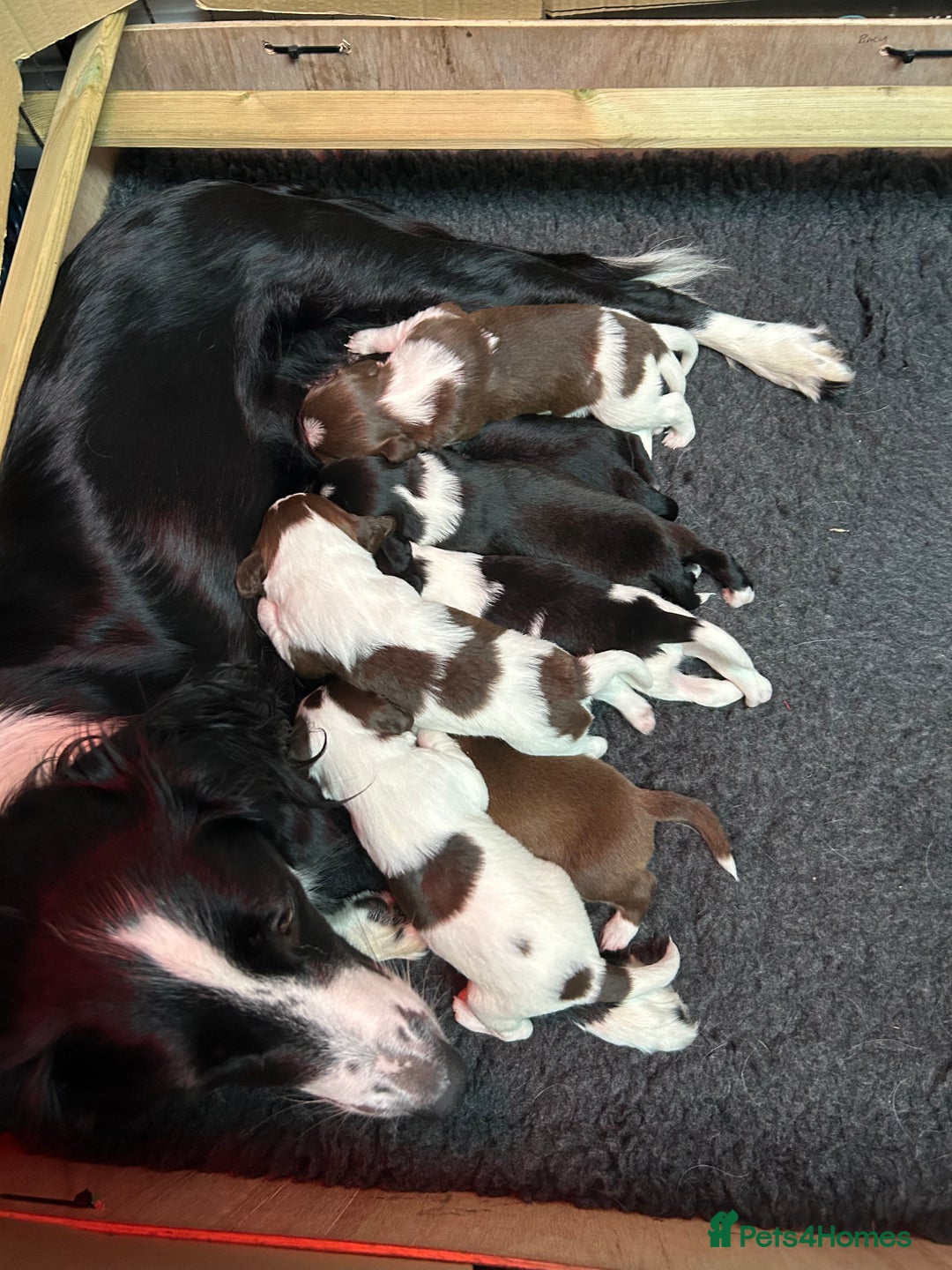 Sprollie dogs for sale: Sprollie  - Advert 5