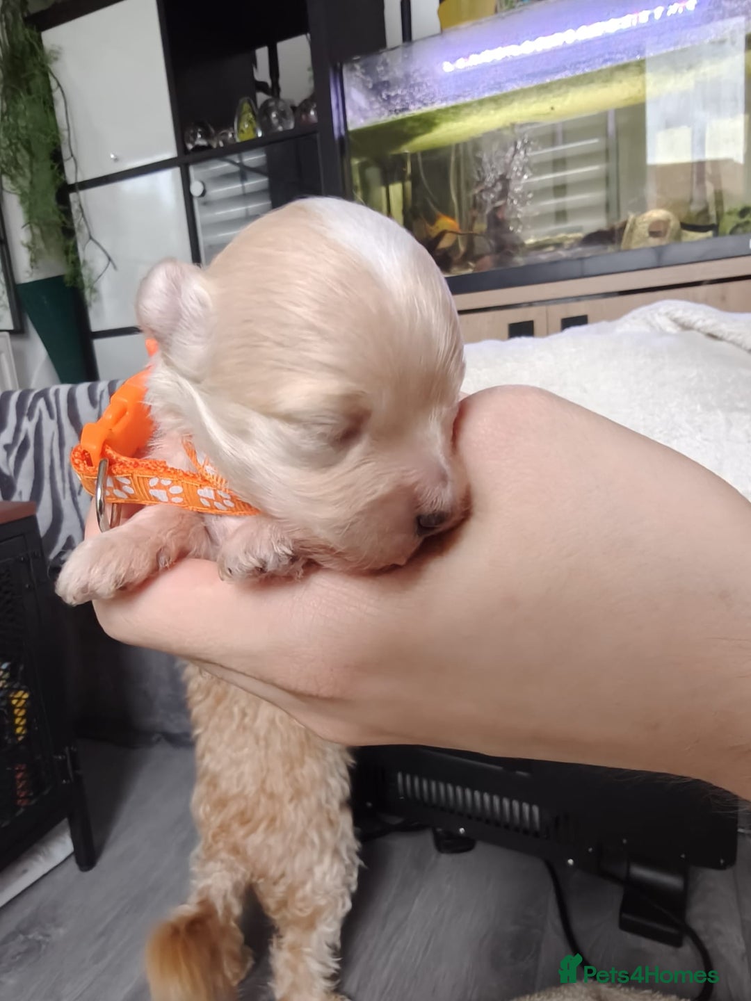 Maltipoo dogs for sale: F1B Toy Maltipoo  - Image 8
