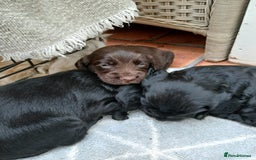 Cocker Spaniel dogs for sale: Exceptional Litter of Working Cocker Spaniel Pups - Image 2