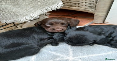 Cocker Spaniel dogs - Advert 16