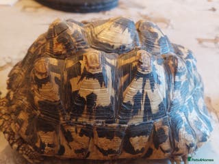 Tortoise reptiles Large female leopard Tortoise - Advert 3