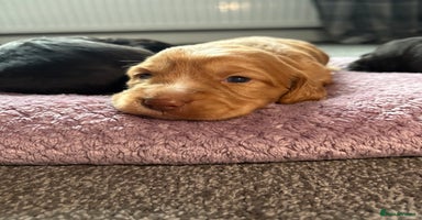 Cocker Spaniel dogs - Advert 8