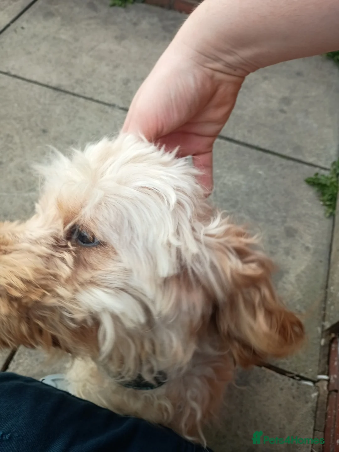 Cavapoo dogs for sale: Cavapoo female dog  - Advert 4