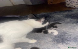 British Longhair cats for sale: 3 beautiful little girls - Image 7