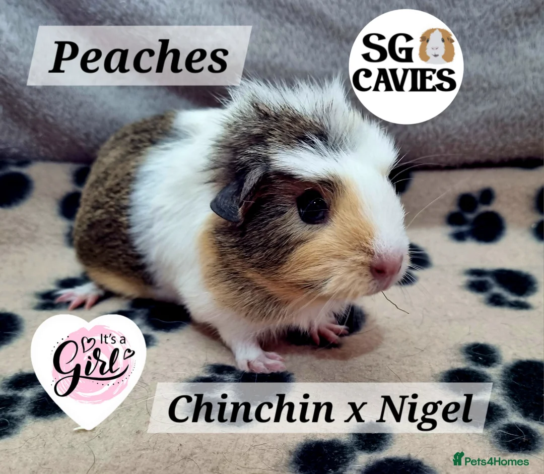 Guinea Pig rodents for sale: Gorgeous baby guinea pigs  - Advert 2