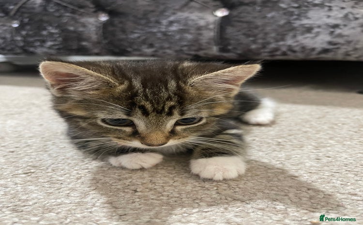Domestic Shorthair cats - Advert 12