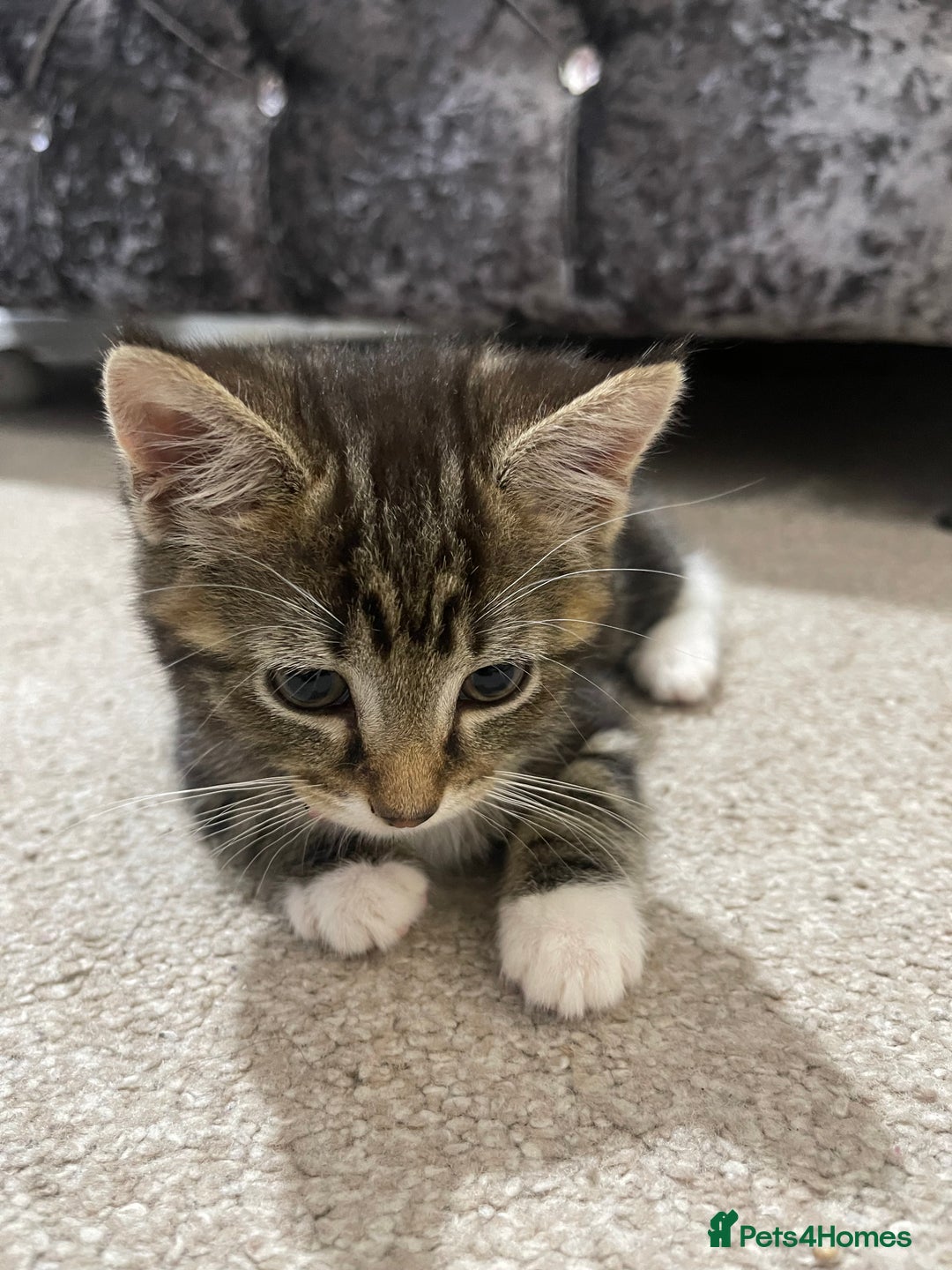 Domestic Shorthair cats for sale: Kitten for sale  - Image 1