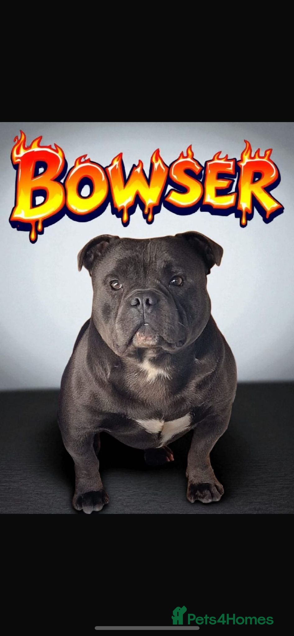 Staffordshire Bull Terrier dogs Bowser - Blue Staffy Male For Sale - Advert 1