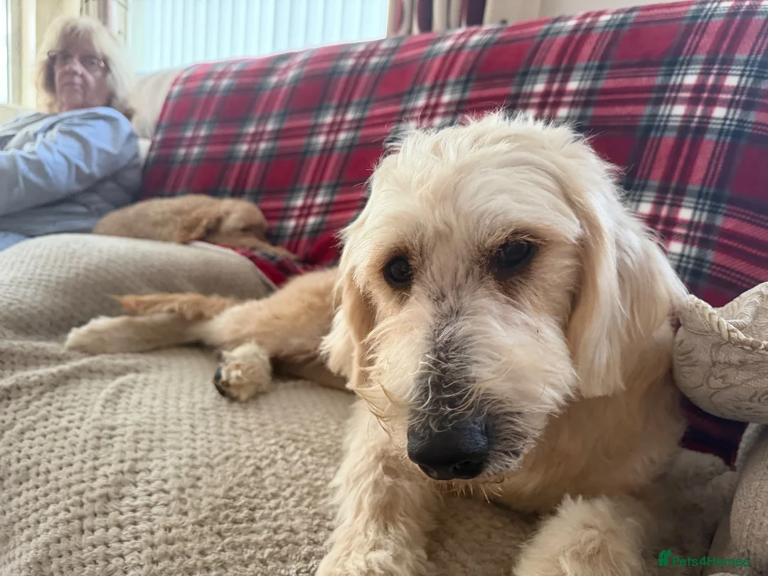 Goldendoodle dogs for sale: GOLDENDOODLE F1 in Mansfield - Advert 2
