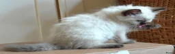 Ragdoll cats for sale: Quality GCCF Reg Ragdoll Kittens - Advert 10