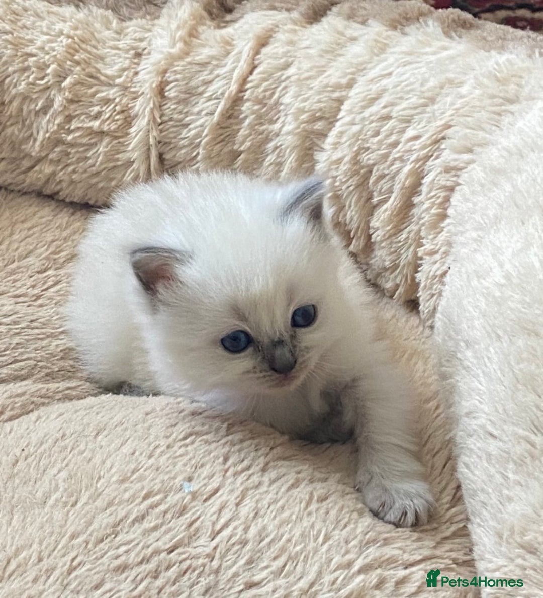 Ragdoll cats for sale: 🐾 GCCF Pedigree ragdolls🐾 - Image 6