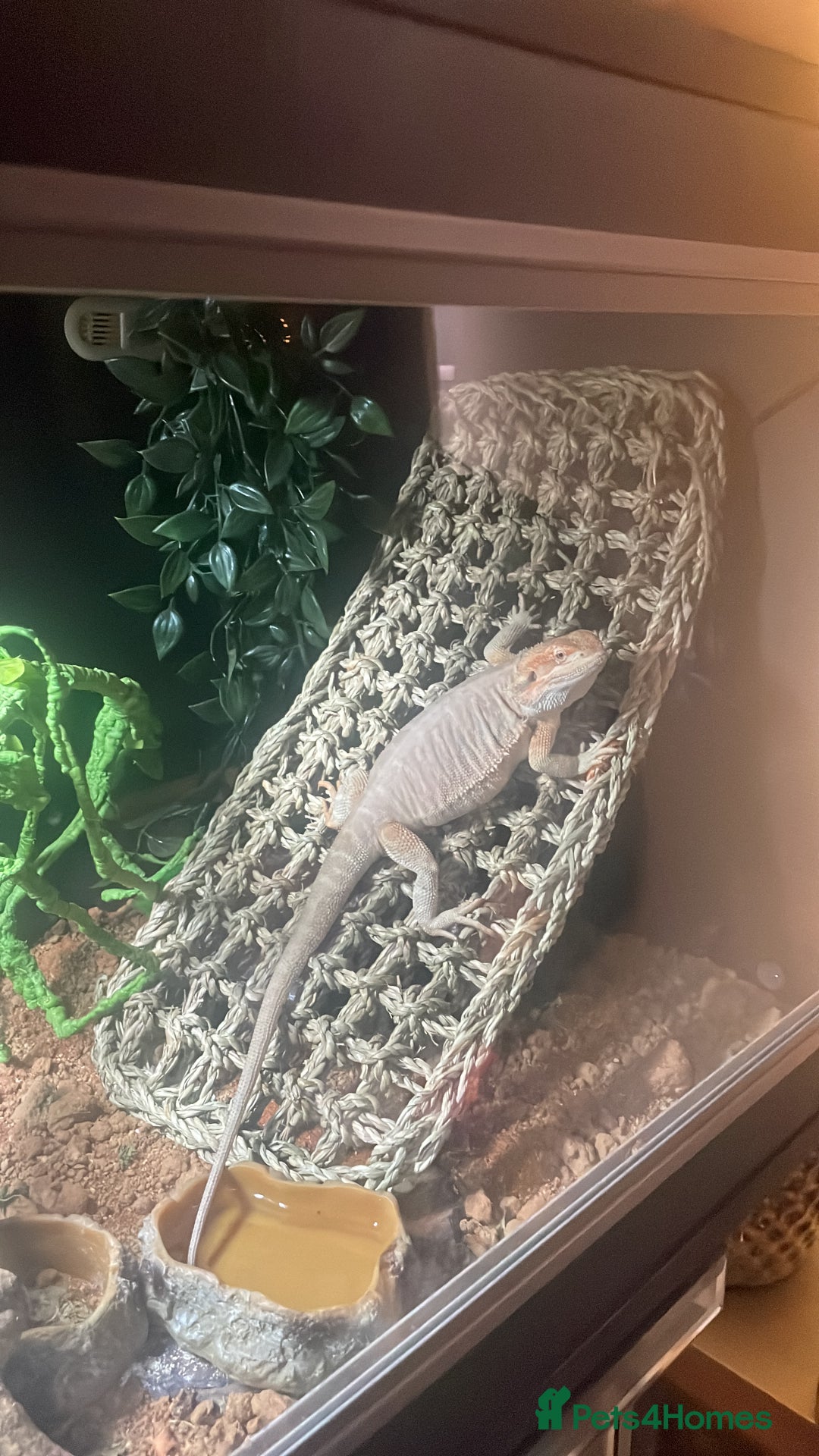 Bearded Dragon reptiles for sale: Bearded dragon  - Advert 5