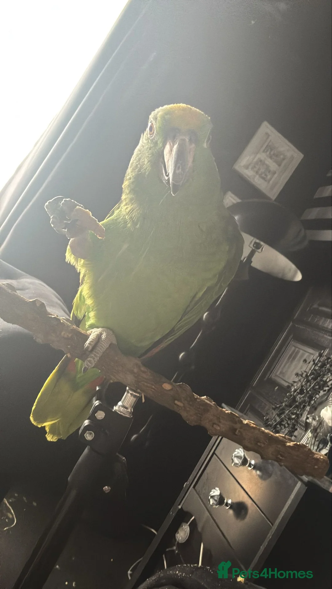 Parrots birds for sale: 2 year old Amazon - Advert 2