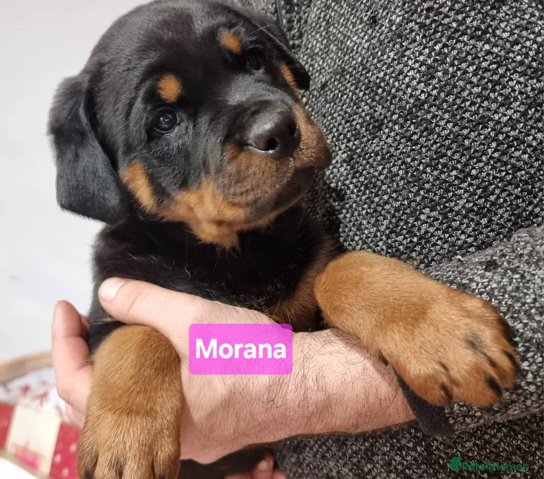 Rottweiler dogs for sale: ONLY 1 BOY LEFT Champion Bloodline KC Rottweilers - Advert 28