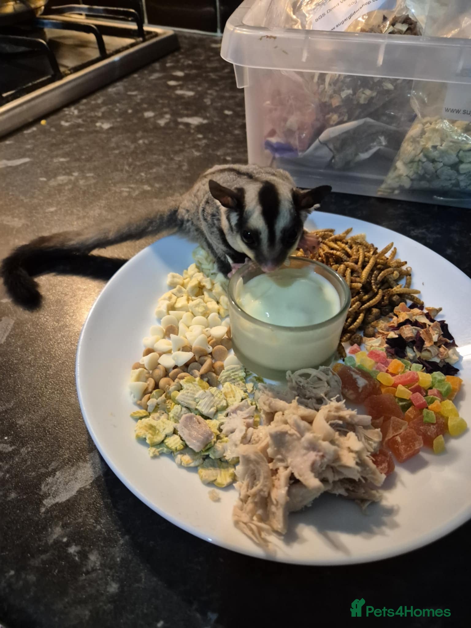 Sugar Glider rodents Sugar gliders - Advert 1