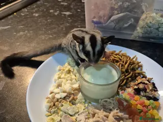 Sugar Glider rodents Sugar gliders - Advert 17